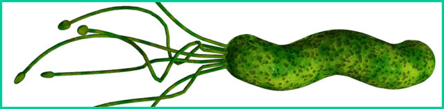 Возбудитель Helicobacter pylori (спиралевидный) в развитии заболевания ведущую роль играет