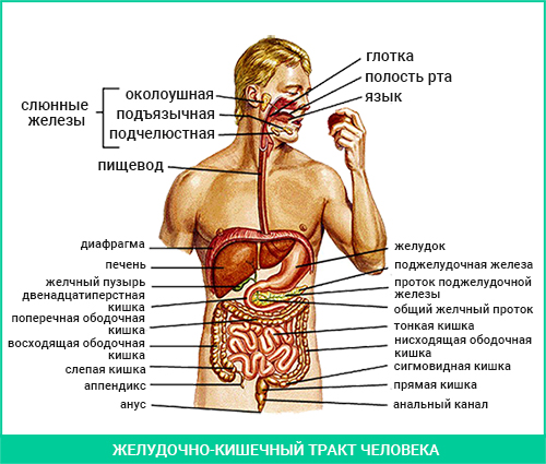 Схема желудочно-кишечного тракта человека