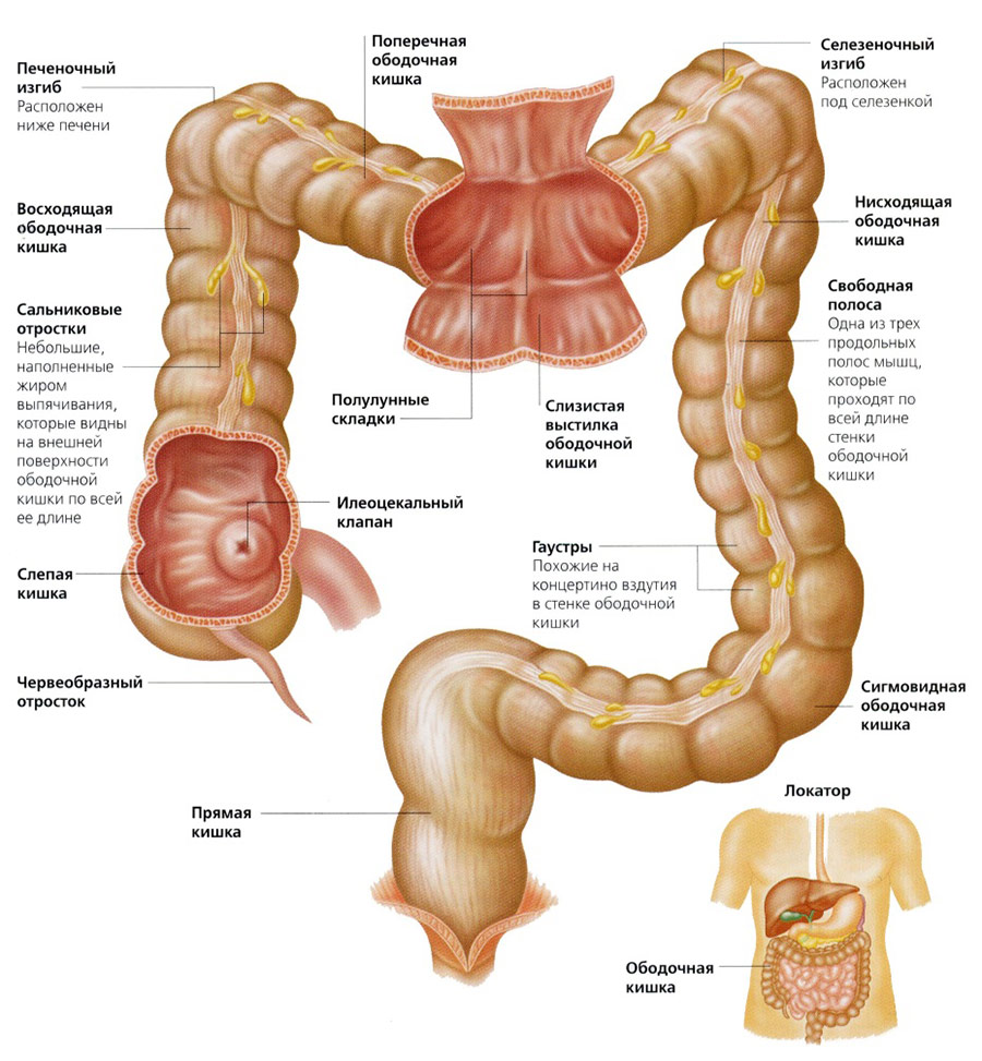 Распространенные заболевания кишечника, определение и лечение