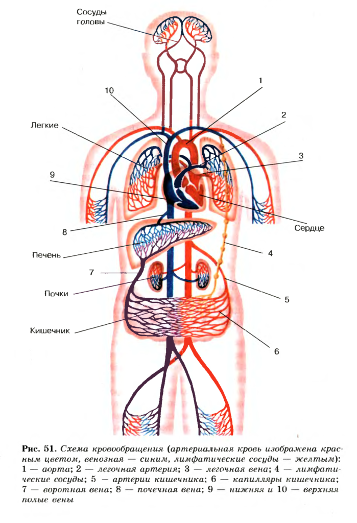 Кровь движется из легких в сердце. Круги кровообращения человека анатомия схема. Малый круг кровообращения схема анатомия. Схема малого круга кровообращения 8 класс биология. Схема большого круга кровообращения у человека анатомия.